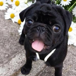 Filhote de pug preto sentado