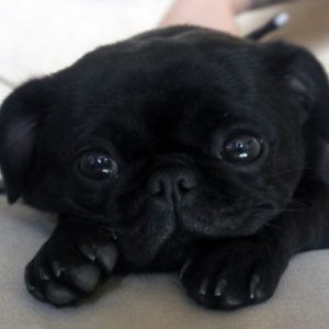 Filhote de pug preto deitado