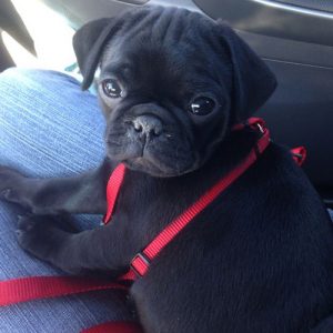 Filhote de pug preto com coleira