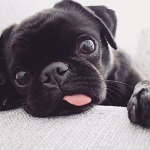 Pug filhote preto deitado com a língua de fora