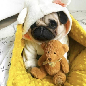 Filhote de pug com pijama de capuz e urso de pelúcia
