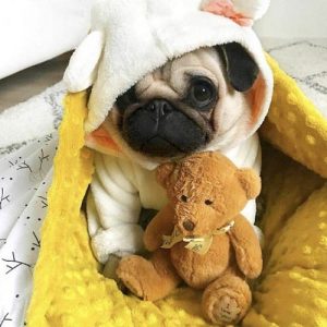 Filhote de pug com pijama de capuz e urso de pelúcia