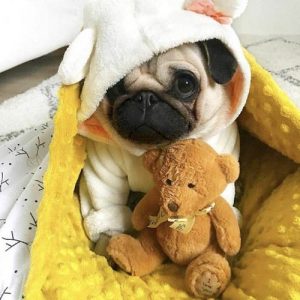 Filhote de pug com pijama de capuz e urso de pelúcia