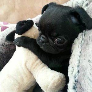 Filhote de pug preto com uma pelúcia