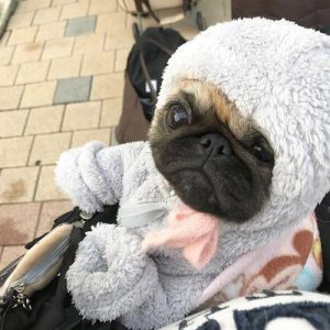 Filhote de pug com pijama de capuz