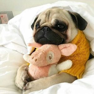 Filhote de pug com sueter e pelúcia