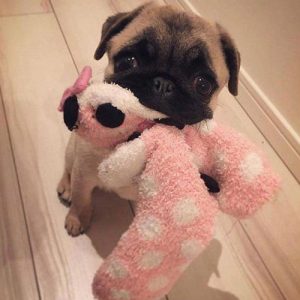 Filhote de pug mordendo uma pelúcia