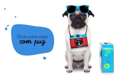 Viajar com cachorro: pug sentado