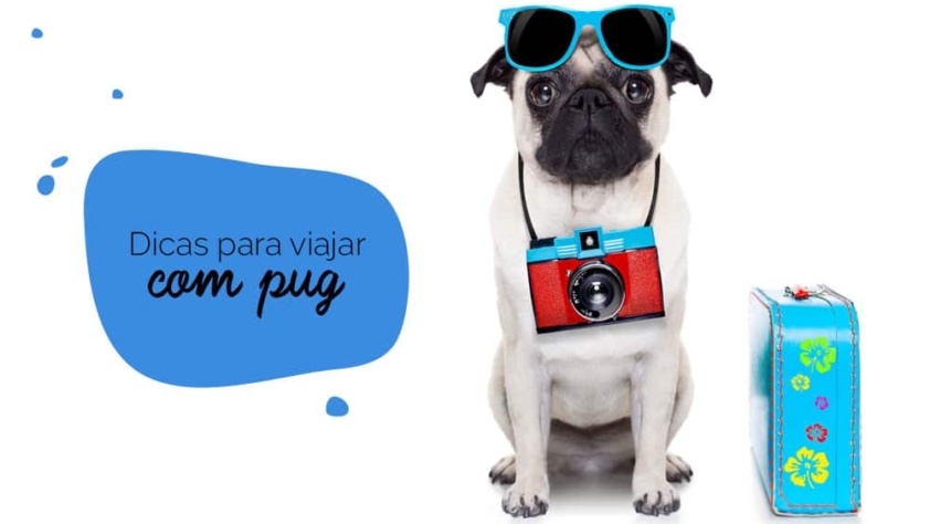 Viajar com cachorro: pug sentado