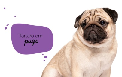 Tártaro em cães: Pug sentado com cara de triste