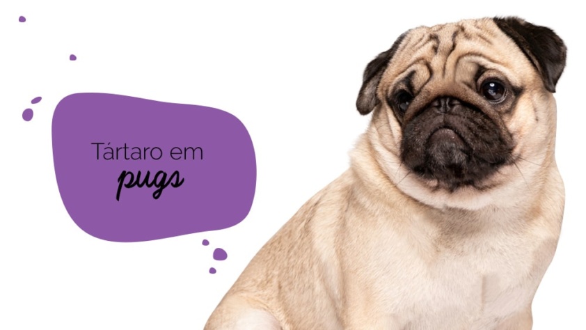 Tártaro em cães: Pug sentado com cara de triste