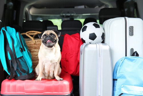 Pug no carro com malas de viagem