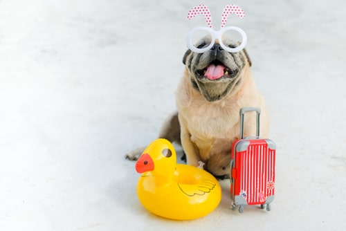 Pug pronto para viajar