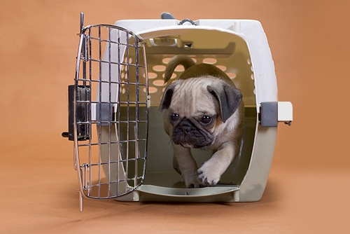 Viajar com cachorro: pug em uma caixa de transporte