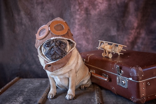 Pug de aviador