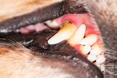 Tártaro em cães: imagem de um dente canino com tártaro