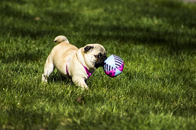 pug fofinho filhote brincando com a bolinha