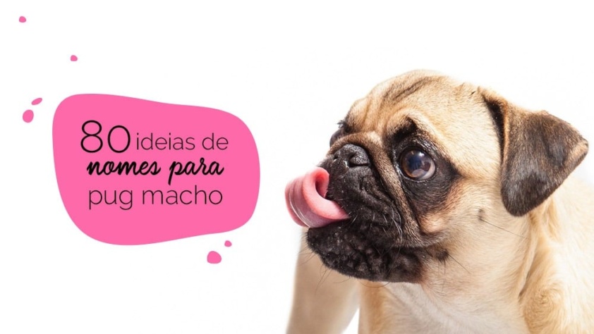 80 ideias de nomes para pug macho