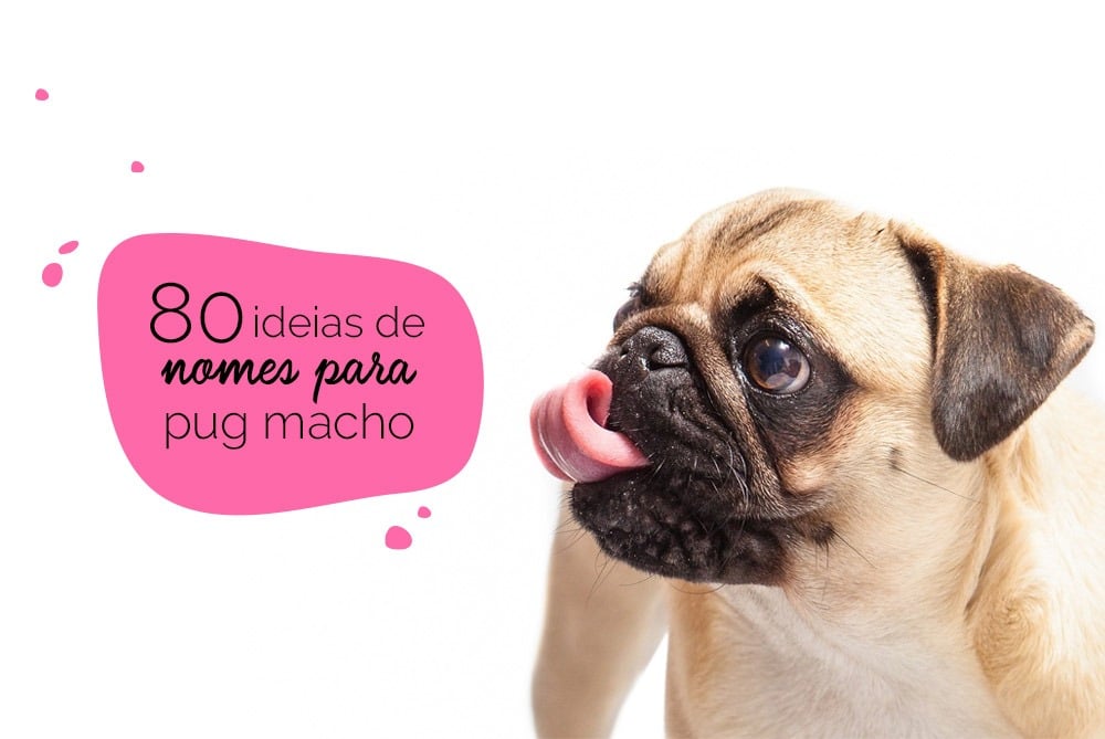 80 ideias de nomes para pug macho