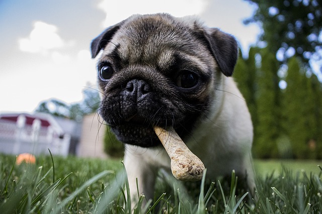 Filhote de pug no gramado com um petisco na boca