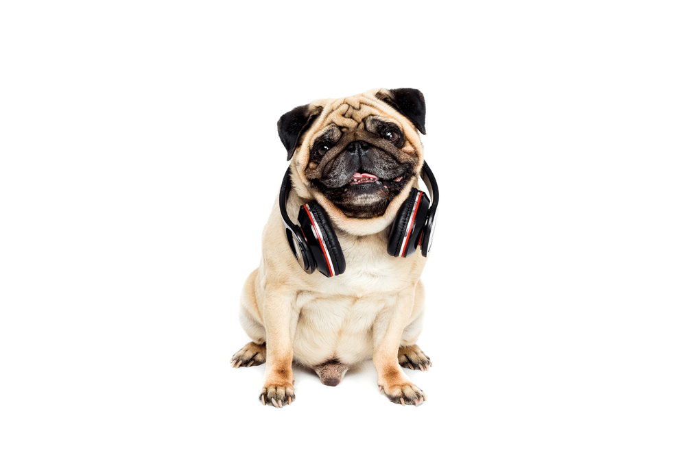 Nomes para pug macho: pug com headphone