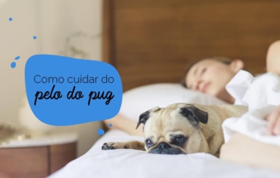 dicas de como cuidar do pelo do pug