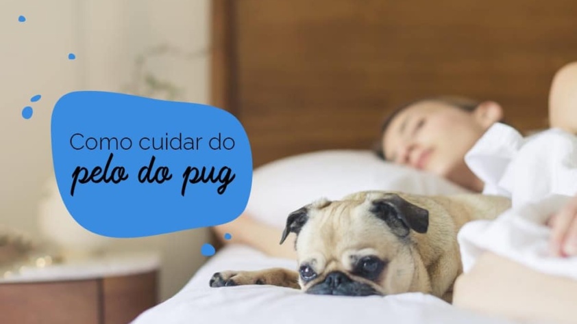 dicas de como cuidar do pelo do pug