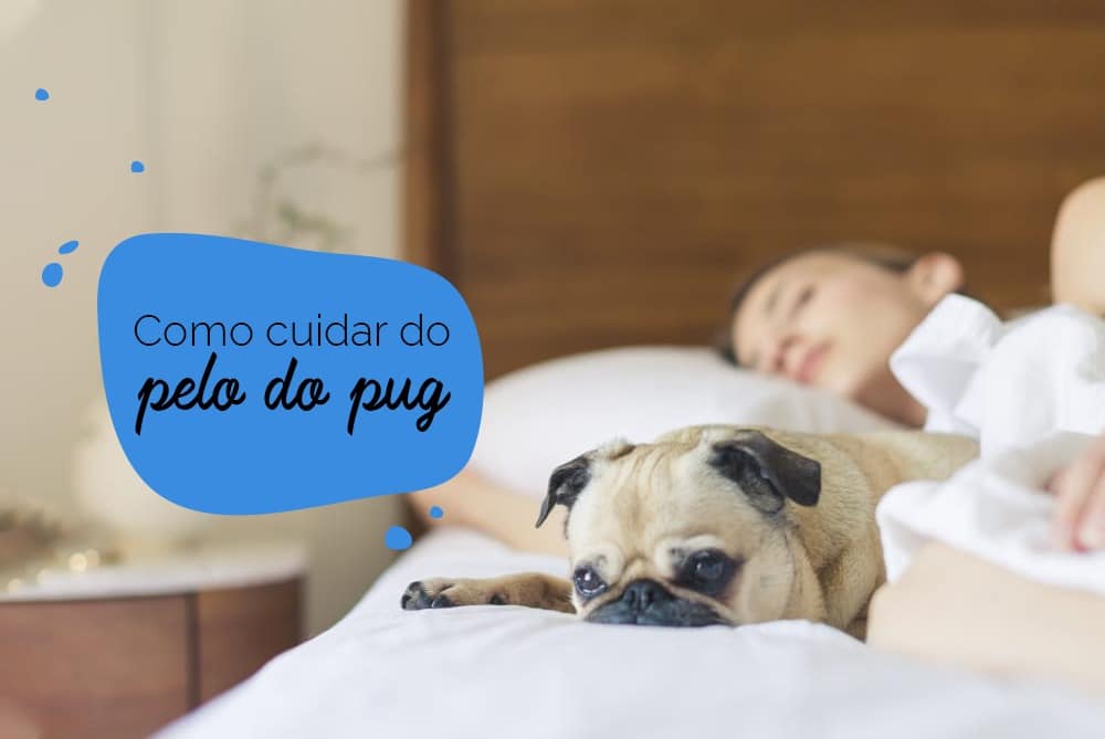 dicas de como cuidar do pelo do pug