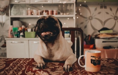 7 dicas para manter a alimentação do seu Pug saudável