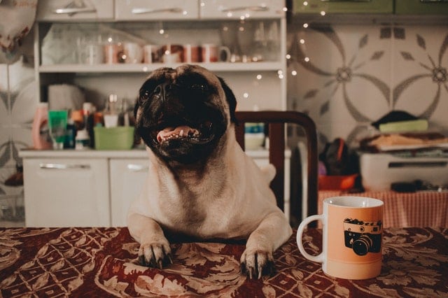 7 dicas para manter a alimentação do seu Pug saudável