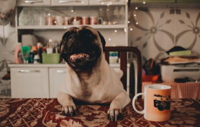 alimentos proibidos para cachorro