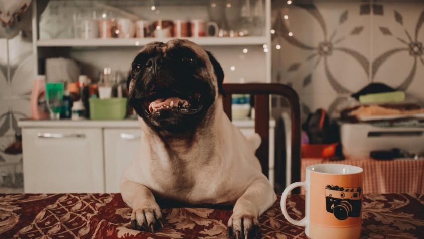 alimentos proibidos para cachorro