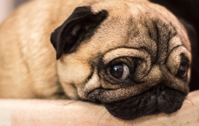 Cachorro pug descansando