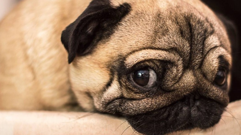 Cachorro pug descansando