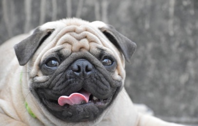 cuidado com pug idoso