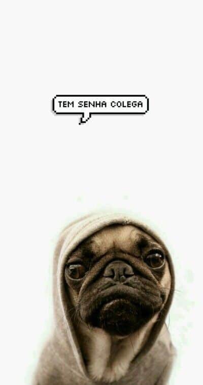 papel de parede pra celular de pug para whatsapp zap