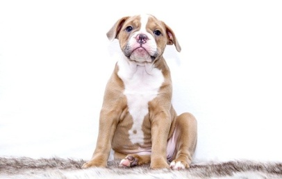 cachorro filhote com fundo branco
