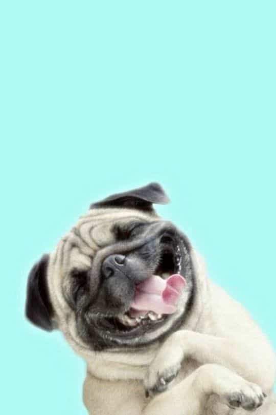 fundo de tela de pug pra celular e whatsapp