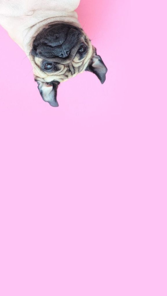 fundo de tela de pug pra celular e whatsapp