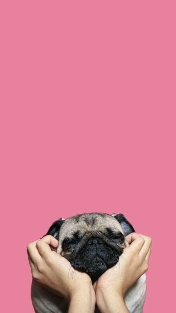 papel de parede de pug para descanso de tela