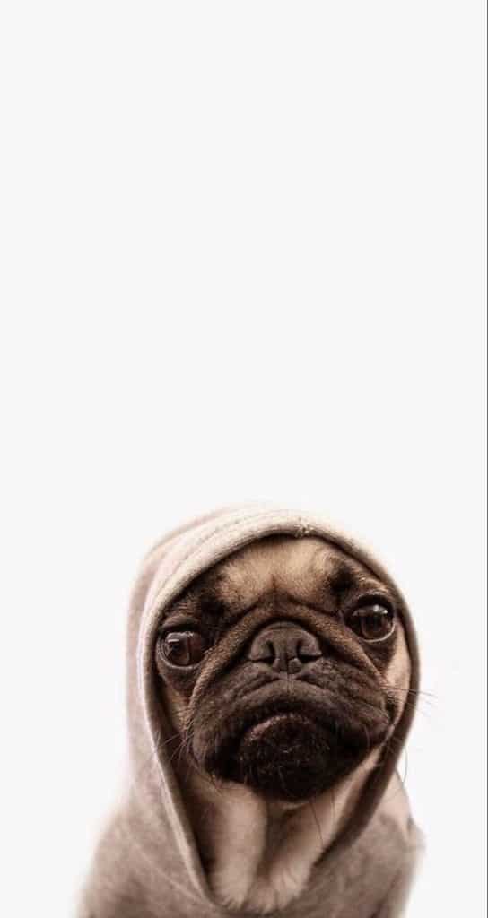 fundo de tela pra celular de pug