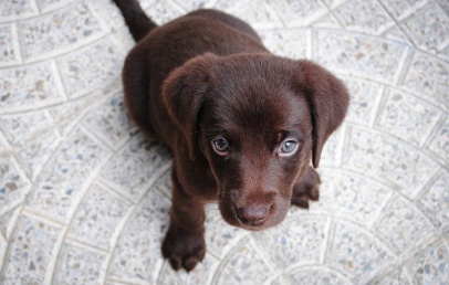 Qual a melhor ração para controlar o peso do cachorro?