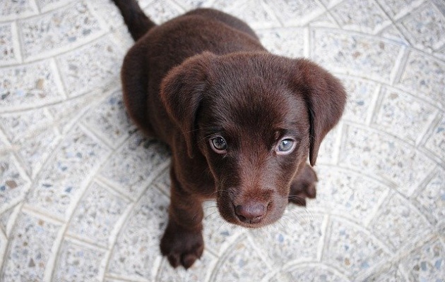 Qual a melhor ração para controlar o peso do cachorro?