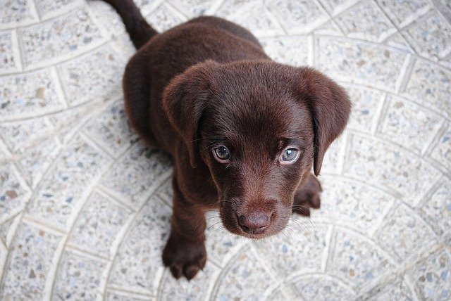 Qual a melhor ração para controlar o peso do cachorro?