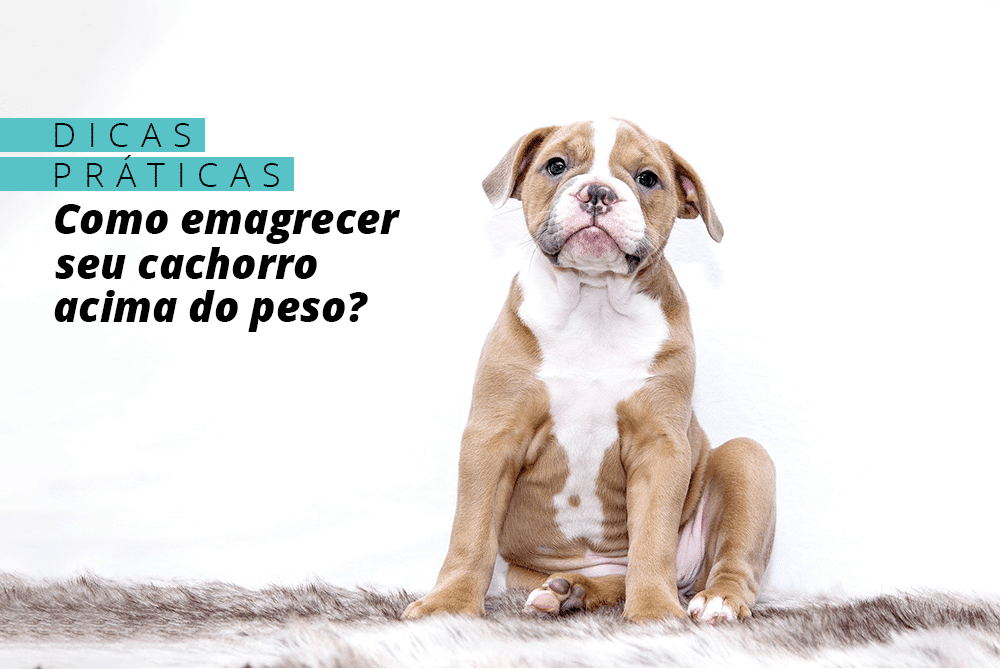 Dicas práticas para fazer o cachorro perder peso