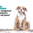 Como emagrecer seu cachorro obeso: dicas práticas