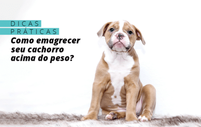 Dicas práticas para fazer o cachorro perder peso