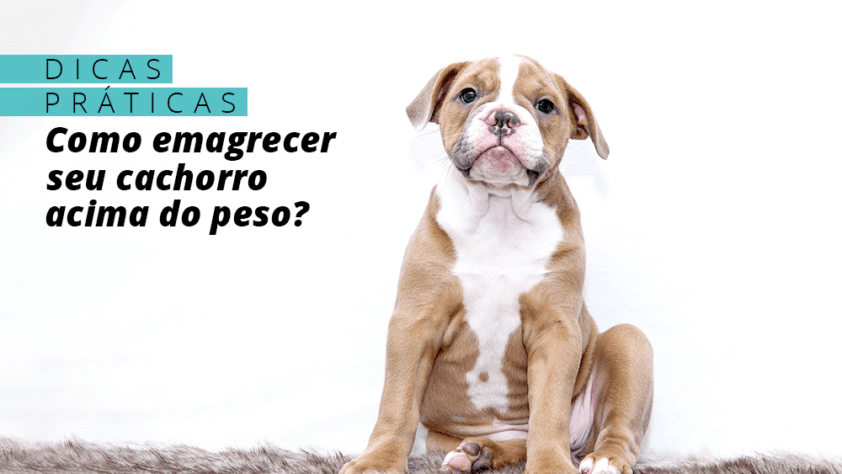 Dicas práticas para fazer o cachorro perder peso