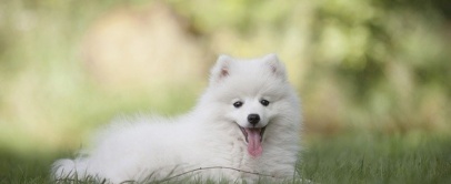 Nomes para cachorros