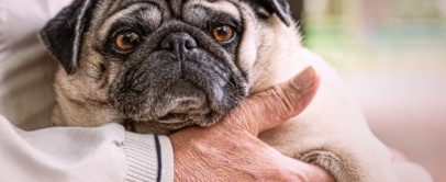Cachorro pug idoso no colo de uma pessoa